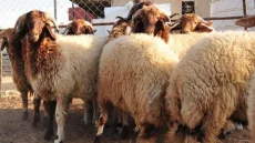 كركوك تمنع ذبح الأضاحي في الشوارع خلال العيد