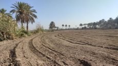 خطة زراعية “مخيبة للآمال” في العراق نتيجة الجفاف
