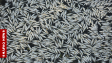 “كارثة” بيئية تضرب هور “ابن نجم”.. نفوق جماعي للأسماك يهدد 3 محافظات