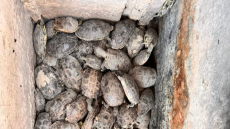 هجرة ونفوق المئات.. الجفاف يفتك بسلاحف أهوار العراق