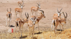 بيانات من ديالى وتحقيق عاجل باختفاء 400 غزال ريم