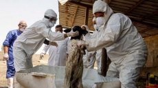 وفاة امرأة بالحمى النزفية في النجف