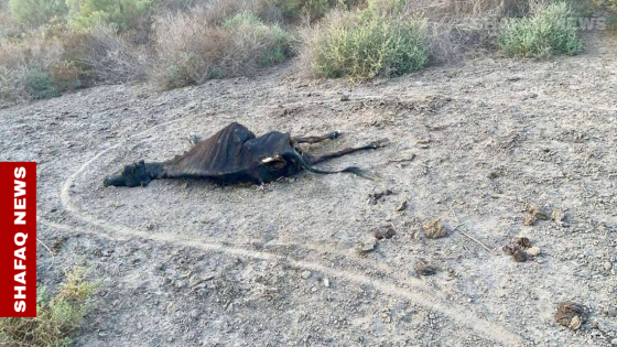 نفوق جماعي للحيوانات”.. ارتفاع ملوحة المياه يهدد الحياة في أهوار البصرة