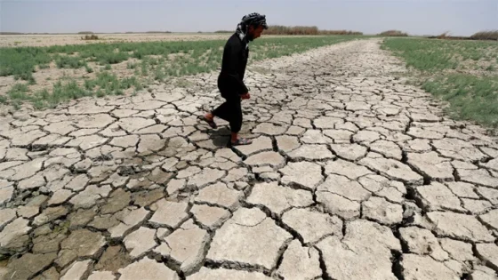 مجلس ذي قار يؤكد تصاعد نزوح العوائل من الأهوار بسبب الجفاف