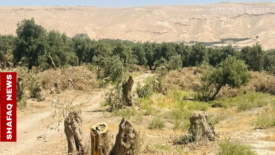 تباع لأصحاب “شوي السمك”.. بيئة نينوى تتحرك لإيقاف قطع اشجار الزيتون