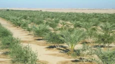 العراق يتعاقد مع شركة بريطانية لتوفير فسائل بتقنيات متطورة