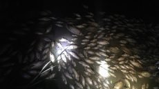 العراق.. تحديد أسباب نفوق الأسماك في نهر اليهودية