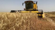 مزارعو نينوى يهددون بتظاهرات بسبب مستحقات الحنطة وأزمة المياه