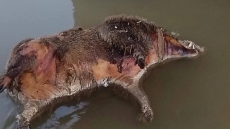 ديالى.. توضيح رسمي بشأن “خنازير نافقة” داخل مشروع ماء