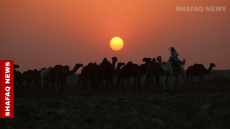 عطش البادية.. راعي إبل في بابل يطارد الماء وسط جفاف خانق (صور)