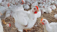 العراق يسجل ارتفاعاً بإنتاج الدواجن وبيض المائدة في 2024