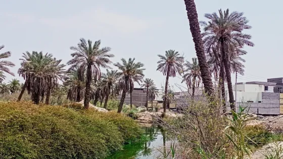 في بلد النخيل.. مزارعو التمور يصارعون الوحش اعتزازاً بأرضهم (صور)