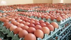 العراق يسجل ارتفاعاً بإنتاج الدواجن وبيض المائدة في 2024