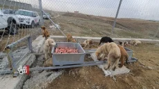 كركوك.. مرض خطير يضرب محمية للحيوانات ومسؤول يحذر من كارثة (فيديو)