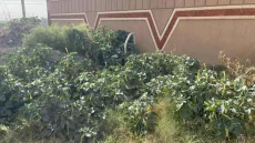 بعد انتشارها في البغدادي.. “الداتورا” السامة تجتاح الحبانية في الأنبار