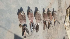 جرائم بيئية” تداهم موسم الطيور المهاجرة في مدينة عراقية