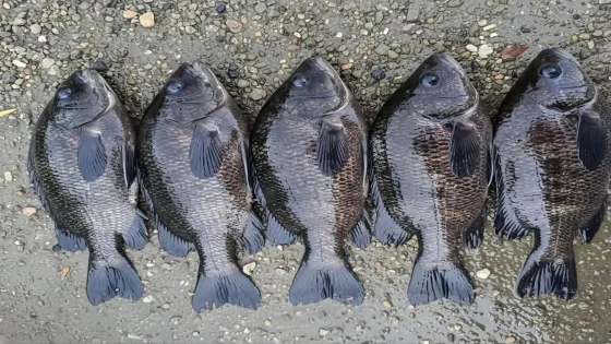 لونها أزرق وزعانفها طويلة.. ظهور أسماك غريبة في شط الديوانية بسبب التحولات البيئية وارتفاع درجات الحرارة