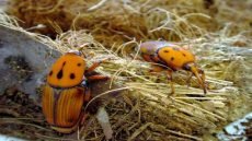 زراعة النيابية تحذر من تفشٍ متسارع لسوسة النخيل الحمراء