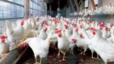 العراق يمنع استيراد الدواجن والطيور ومنتجاتها من 39 دولة