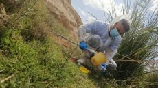 فعالية ميدانية من الرصد الوبائي ..عانّه تجمع الحشرات وتفحصها لتحديد خارطة البعوض وتجهيز المبيدات المناسبة