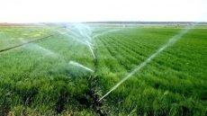 الزراعة العراقية تقر خطة الموسم الشتوي بأكثر من 3 ملايين دونم