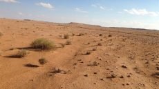 أرقام ونسب رسمية.. الأراضي الصحراوية تتمدد في العراق