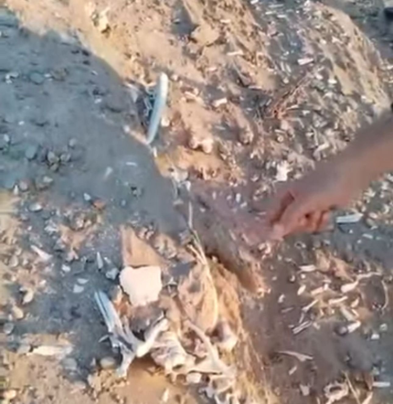 العثور على مقبرة جماعية في جزيرة الشيب.. وبدء الإجراءات الرسمية لكشف الحقائق 4 IMG 20251120 WA0004