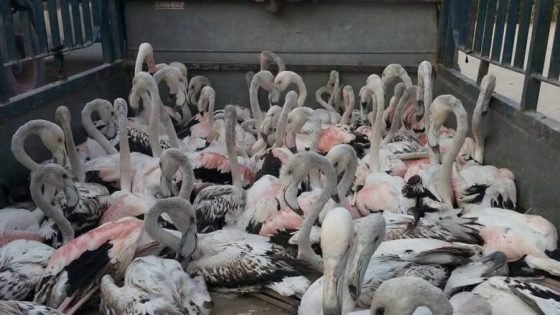 “التحذيرات لم تنفع” … صيادو الأهوار قتلوا ألف طير مهاجر ومرصد يدعو لاعتقالهم