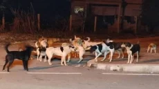 دعوات إلى اعتماد حلول إنسانية لمعالجة ظاهرة الكلاب في العراق