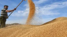 التجارة العراقية توضح آلية تسلم الحنطة المتأخرة