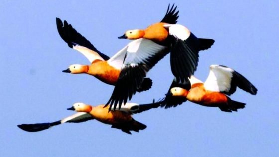 البيئة تطلق طيوراً مهاجرة وأخرى نادرة في ميسان