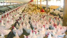 التميمي: إعادة النظر باستراتيجية الاكتفاء الذاتي من الدواجن قد توفر أكثر من 100 ألف فرصة عمل