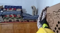 تصاعد خطر الكلاب السائبة.. مسعور يقتحم منزلاً ويهاجم ساكنيه في كربلاء