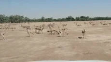 حتى الغزلان باعوها ..الذكر بـ400 والأنثى بمليون, غزلان معروضة للبيع في المزاد الرسمي!!