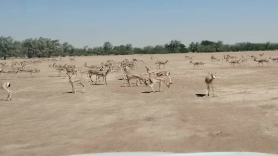 حتى الغزلان باعوها ..الذكر بـ400 والأنثى بمليون, غزلان معروضة للبيع في المزاد الرسمي!!