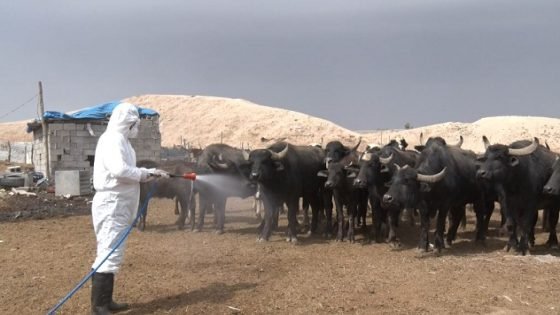 الزراعة تطلق حملة وطنية لرش وتغطيس المواشي ضد الحمى النزفية
