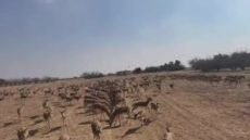 غزال الريم في محمية ميسان