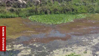 معركة خفية ضد “زهرة النيل” لإنقاذ “سر الحياة” في العراق