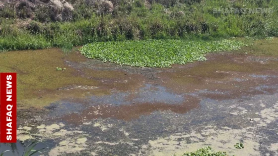 معركة خفية ضد “زهرة النيل” لإنقاذ “سر الحياة” في العراق