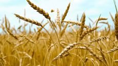 انطلاق حصاد الحنطة في العراق وسط أزمة وقود