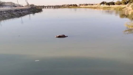 نفوق عدد من الجواميس في شط المجر الكبير