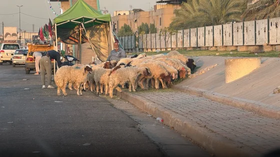 الجزر العشوائي مرفوض أيضاً”الأمانة تمنع بيع الأغنام في شوارع بغداد وتعد بمصادرتها وعرضها بمزاد علني