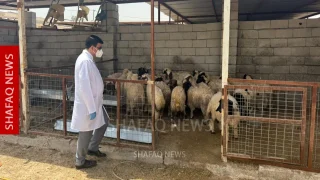 إجراءات وقائية عاجلة للحد من الحمى النزفية في كركوك