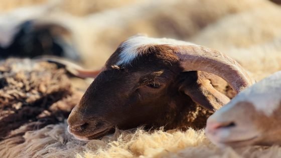 عبر العراق.. سوريا تعتمد مساراً بديلاً لتصدير الأغنام إلى دول الخليج