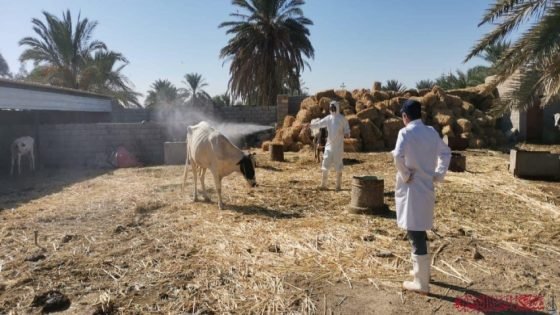 الحمى النزفية تواصل التسلل في ذي قار.. 16 إصابة وحالتا وفاة وسط استنفار صحي