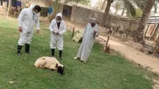 صحة نينوى تسجل إصابة جديدة بالحمى النزفية