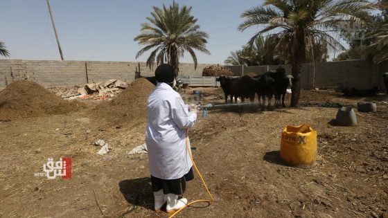 واسط تغلق حدودها أمام المواشي للحد من انتشار الحمى النزفية