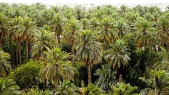 معركة البقاء للأرض الزراعية.. الحزام الأخضر بين الطموح والواقع