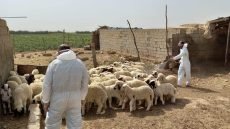 نينوى تسجل إصابتين جديدتين بالحمى النزفية بين الأطفال