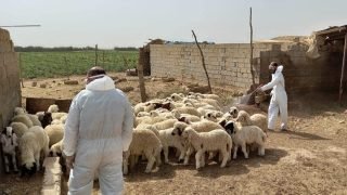 نينوى تسجل إصابتين جديدتين بالحمى النزفية بين الأطفال